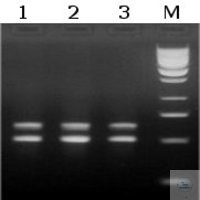 Titan HotTaq DNA Polymerase