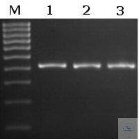 Titan Taq DNA Polymerase