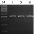 Titan Taq DNA Polymerase Titan Taq DNA Polymerase is highly processive, thermostable DNA...