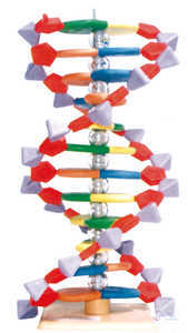 MOLYMOD DNA - Modell mit 12 Basenpaaren (Typ Mini) MOLYMOD DNA - Modell mit...