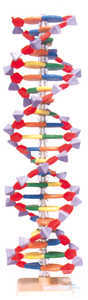 MOLYMOD DNA - Modell mit 22 Basenpaaren (Typ Mini) MOLYMOD DNA - Modell mit...