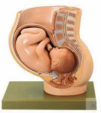 Becken mit Uterus im 9. Schwangerschaftsmonat Becken mit Uterus im 9....
