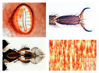 Insekten, Grundserie, 25 Präparate Insekten, Grundserie, 25 Präparate