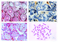 Histology. Zellen und Zellteilung, 10 Mikropräparate Histology. Zellen und...