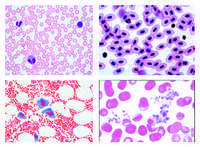 Histologie. Blut, 10 Mikropräparate Histologie. Blut, 10 Mikropräparate