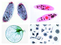Einzeller (Protozoa),  10 Präparate Einzeller (Protozoa),  10 Präparate