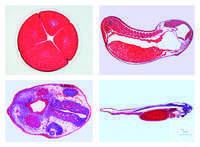 Entwicklung des Froschembryos (Rana sp.), 10 Präparate Entwicklung des...
