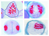 Reifungsteilungen in den Pollenmutterzellen der Lilie (Lilium candidum),...
