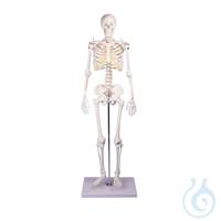 Miniatur-Skelett ''Tom'' Miniatur-Skelett ''Tom''  
