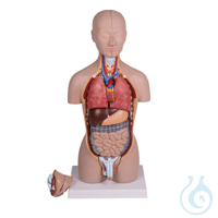 Miniatur Torso 16-teilig, zweigeschlechtig Miniatur Torso 16-teilig,...