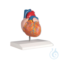 Herzmodell, natürliche Größe, 2-teilig VE= 1 Stück EAN 4250395305266...