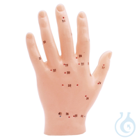 Akupunkturmodell Hand Akupunkturmodell Hand  