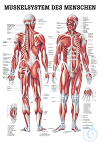 anat. Mini-Poster: Muskeln 24 x 34 cm, Papier anat. Mini-Poster: Muskeln 24 x...