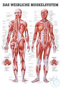 anat. Poster: Weibliche Muskeln 50 x 70 cm, laminiert anat. Poster: Weibliche...