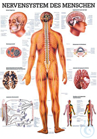 anat. Mini-Poster: Nervensystem des Menschen 24 x 34 cm, laminiert anat....