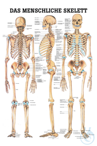 anat. Mini-Poster: Das Skelett 24 x 34 cm, Papier anat. Mini-Poster: Das...