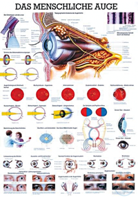 anat. Lehrtafel: Das menschliche Auge 70 x 100 cm, Papier anat. Lehrtafel:...