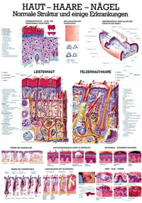 anat. Lehrtafel: Haut - Haare - Nägel 70 x 100 cm, Papier anat. Lehrtafel:...