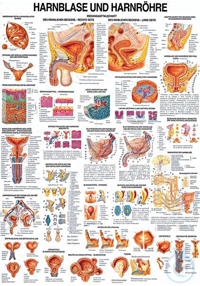 anat. Lehrtafel: Harnblase und Harnröhre 70 x 100 cm, Papier anat. Lehrtafel:...