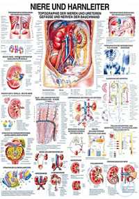 anat. Lehrtafel: Niere und Harnleiter 70 x 100 cm, Papier anat. Lehrtafel:...