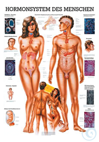 anat. Lehrtafel: Hormonsystem 70 x 100 cm, Papier anat. Lehrtafel:...