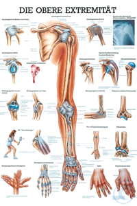 anat. Mini-Poster: obere Extremität 24 x 34 cm, laminiert anat. Mini-Poster:...