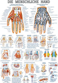 anat. Lehrtafel: Die menschliche Hand 70 x 100 cm, Papier anat. Lehrtafel:...