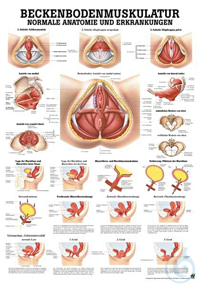 anat. Lehrtafel: Beckenbodenmuskulatur 70 x 100 cm, Papier anat. Lehrtafel:...