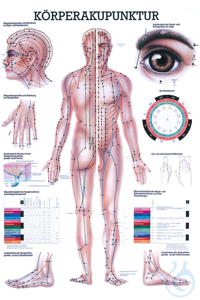 anat. Mini-Poster: Körperakupunktur 24 x 34 cm, Papier anat. Mini-Poster:...