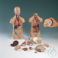 Mini-Torso, 12-teilig geschlechtslos Mini-Torso, 12-teilig geschlechtslos 