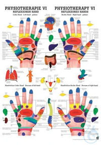 anat. Poster: Physiotherapie Reflexzonen Hand, 50 x 70 cm, Papier,...