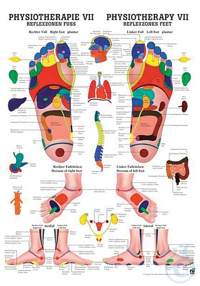anat. Poster: Physiotherapie Reflexzonen Fuß, 50 x 70 cm, laminiert,...