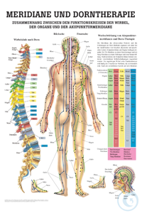 anat. Mini-Poster: Dorntherapie und Meridiane, 24 x 34 cm, laminiert anat....