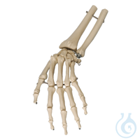 Handskelett mit Unterarmansatz Handskelett mit Unterarmansatz  