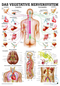 anat. Lehrtafel: Das vegetative Nervensystem 70 x 100 cm, Papier anat....