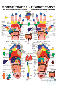 anat. Poster: Physiotherapie Reflexzonen Hand und Fuß, 50 x 70 cm, Papier...