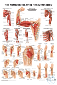 anat. Poster: Die Armmuskulatur des Menschen 50 x 70 cm, laminiert anat....