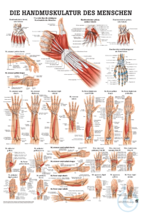 anat. Poster: Die Handmuskulatur des Menschen 50 x 70 cm, laminiert anat....