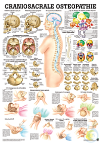 anat. Lehrtafel: Craniosacrale Osteopathie 70 x 100 cm, Papier anat....