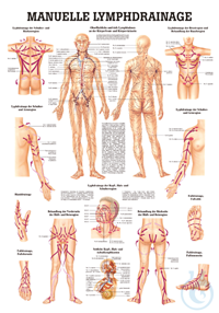 anat. Lehrtafel: Manuelle Lymphdrainage 70 x 100 cm, laminiert anat....