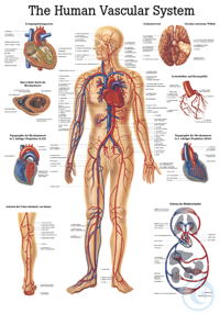 anat. Lehrtafel: Human Vascular System 70 x 100 cm Papier (engl. Ausführung)...