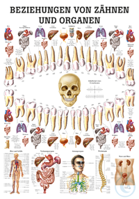 anat. Lehrtafel: Beziehungen von Organen und Zähnen 70 x 100 cm, Papier anat....