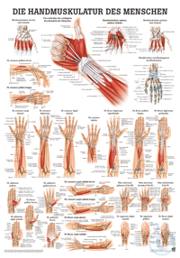 anat. Poster: Handmuskulatur des Menschen 50 x 70 cm, Papier anat. Poster:...