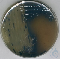 Bismuth Sulfite Agar WILSON-BLAIR