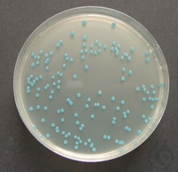 ChromoCult® Listeria Agar Anreicherungs-Supplement für die Zubereitung von 5l L