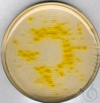 Cetrimid-Agar Pseudomonas-Selektivagar (Basis) für die Mikrobiologie (According
