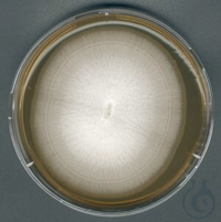 Malzextrakt-Agar für die Mikrobiologie, 5 KG