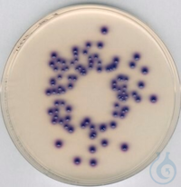 2Artikel ähnlich wie: Coliformen-Agar für die Mikrobiologie Chromocult®, 500 G Coliformen-Agar für...