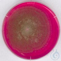 Bengalrot-Chloramphenicol-Agar für die Mikrobiologie, 500 G...