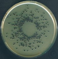 Eigelb-Tellurit-Emulsion steril, für die Mikrobiologie, 10 X 50 ML...